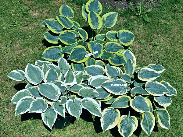 Hosta 'First Frost'