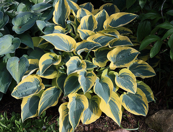 Hosta 'First Frost'