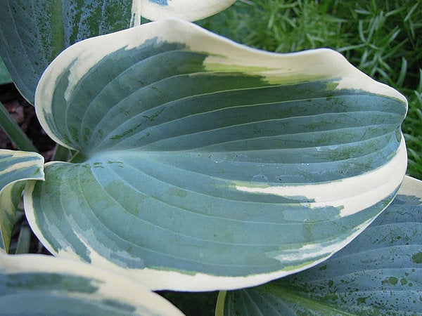 Hosta 'First Frost'