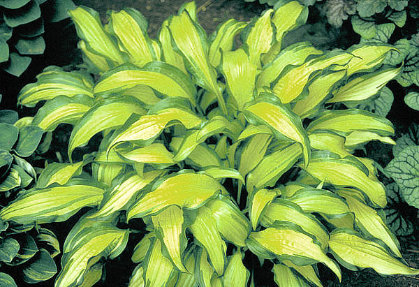 Hosta 'First Mate'