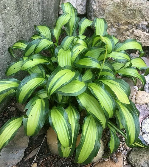 Hosta 'First Mate'