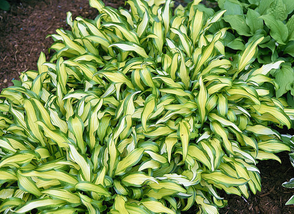 Hosta 'First Mate'
