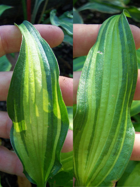 Hosta 'First Mate'