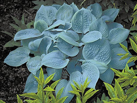 Hosta 'Fragrant Blue'