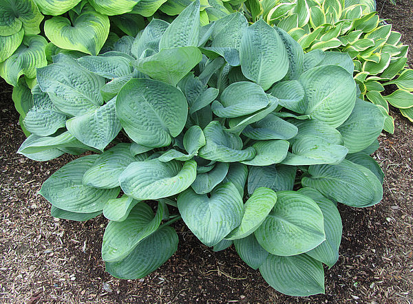 Hosta 'Fragrant Blue'