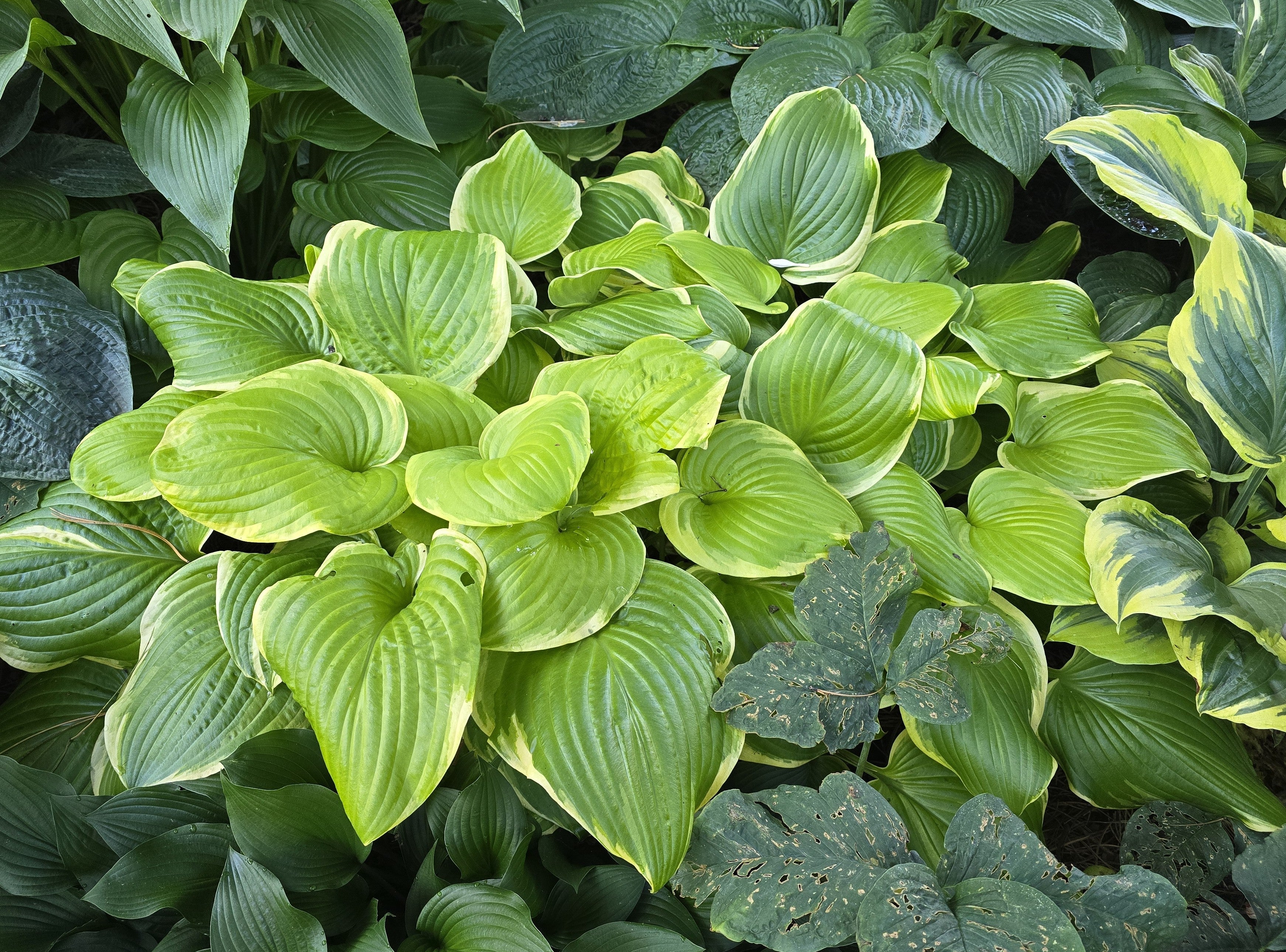 Hosta 'Fragrant Bouquet'