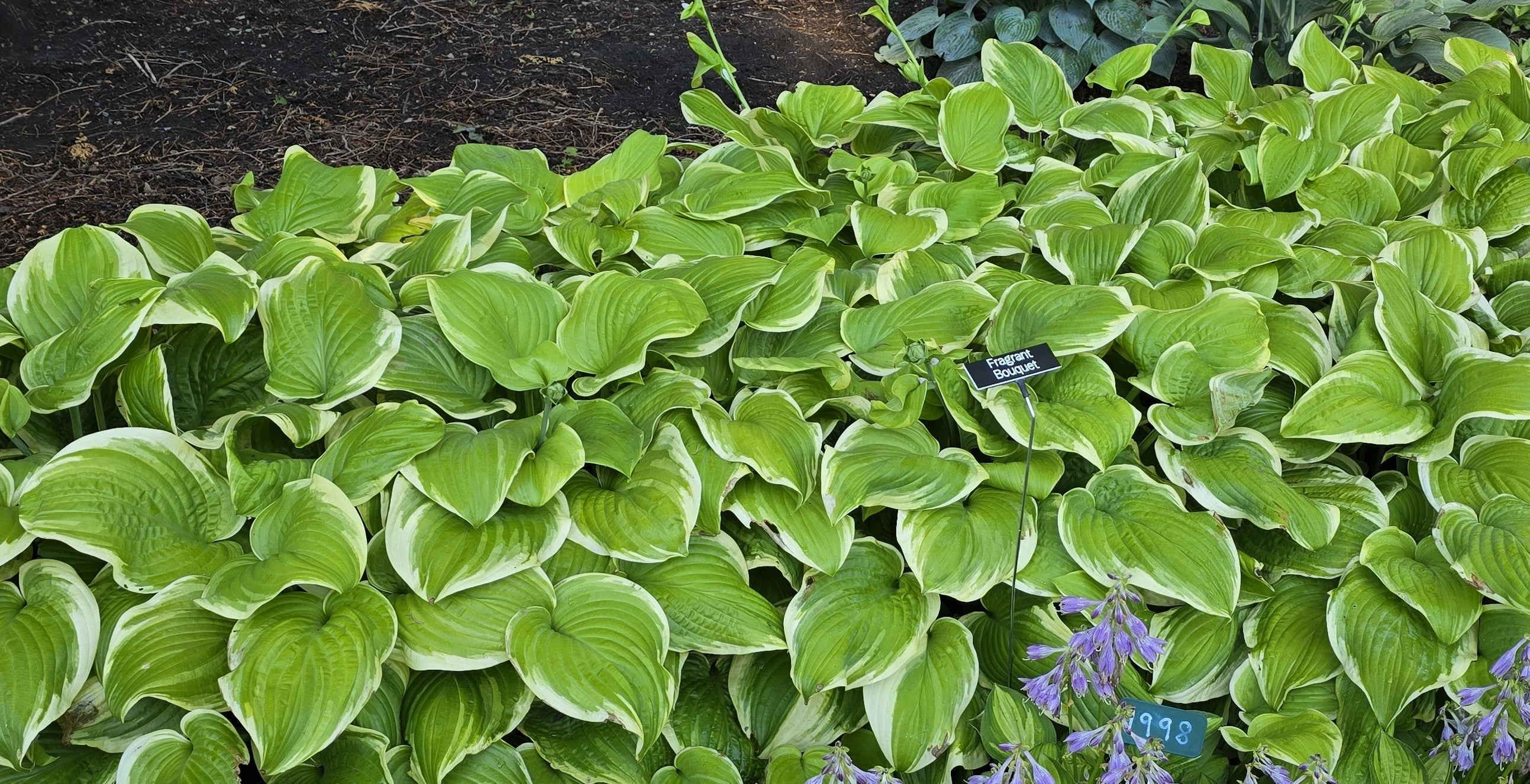 Hosta 'Fragrant Bouquet'