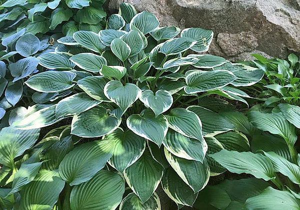 Hosta 'Francee'