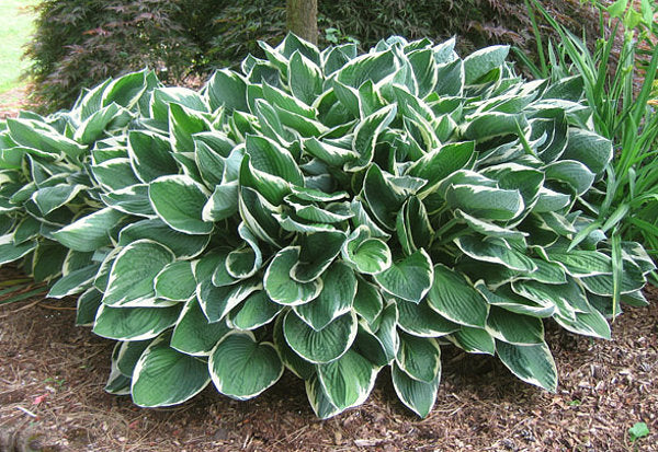 Hosta 'Francee'