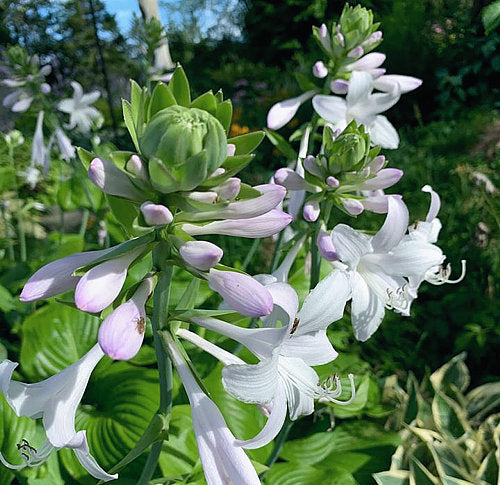 Hosta 'Fried Green Tomatoes'