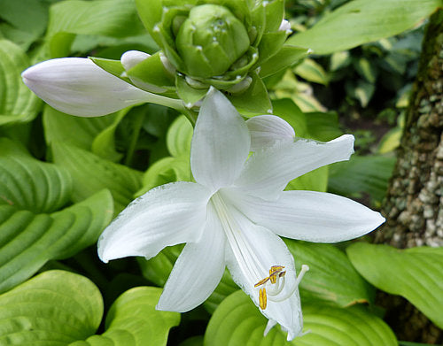 Hosta 'Fried Bananas'