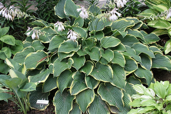 Hosta 'Frost Giant'