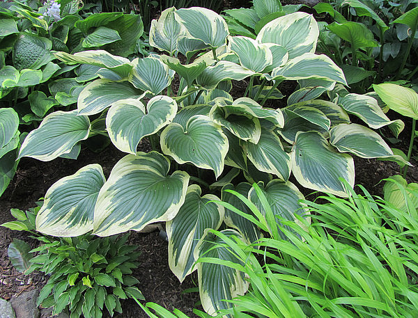 Hosta 'Frost Giant'