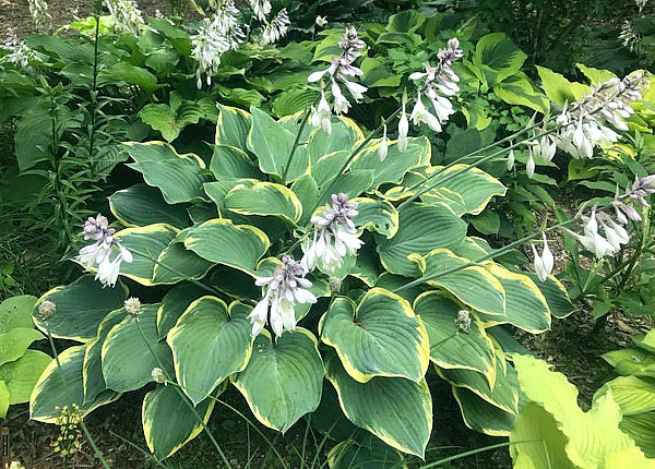 Hosta 'Frost Giant'