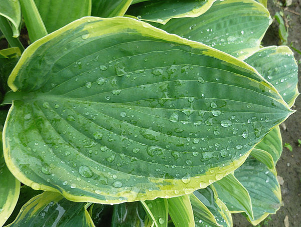 Hosta 'Frost Giant'