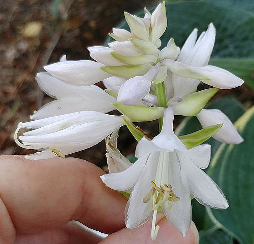 Hosta 'Frosted Dimples'