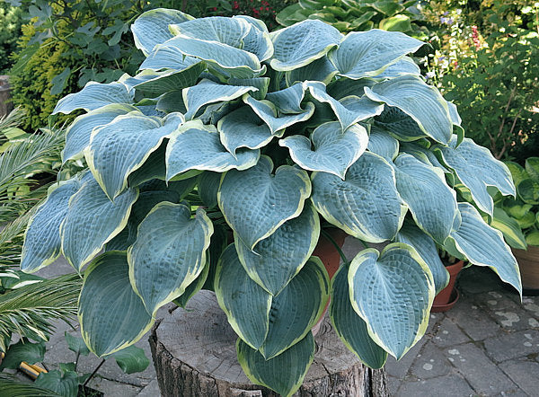 Hosta 'Frosted Dimples'