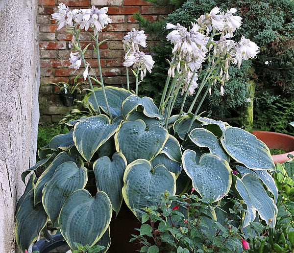 Hosta 'Frosted Dimples'