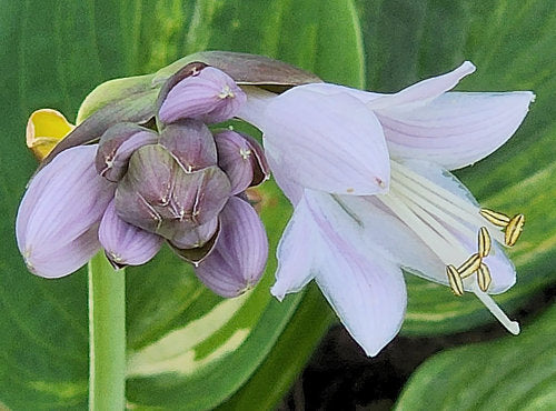 Hosta 'Galaxy'