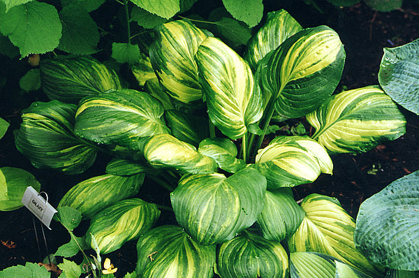 Hosta 'Galaxy'
