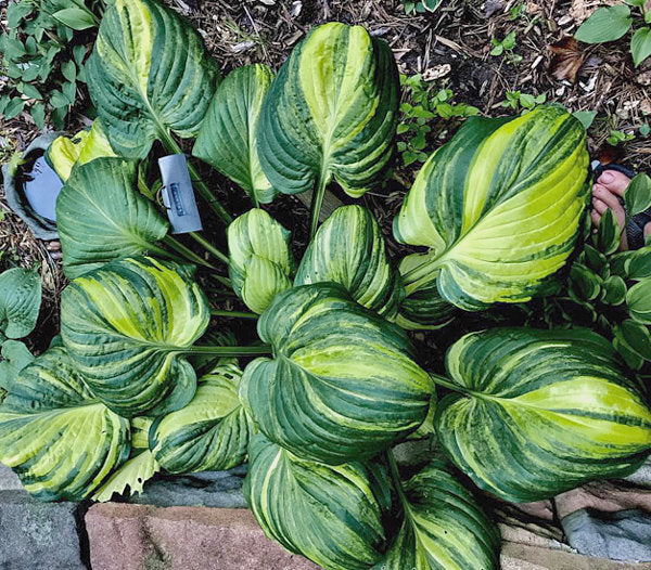 Hosta 'Galaxy'