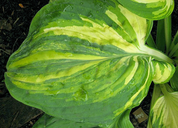 Hosta 'Galaxy'