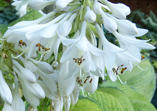 Hosta 'Garden Party'