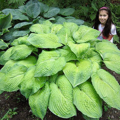 Hosta 'Garden Party'