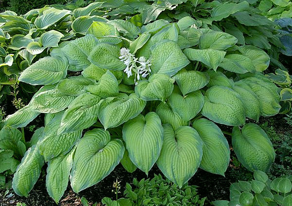 Hosta 'Garden Party'
