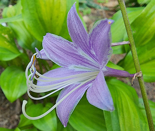Hosta 'Geisha' (Ani Machi)