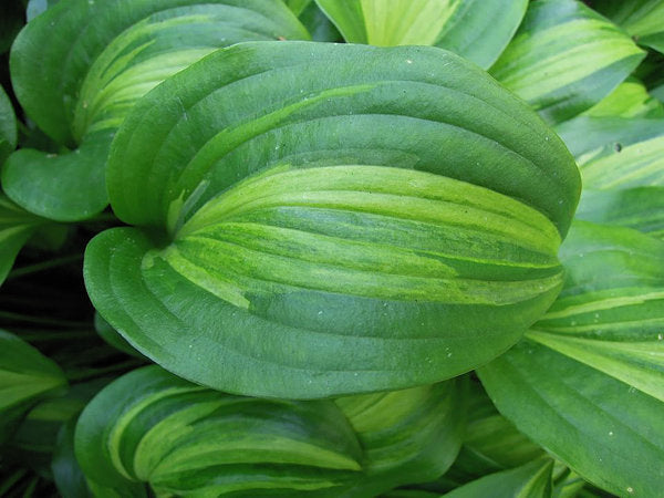 Hosta 'Geisha' (Ani Machi)
