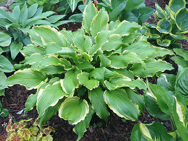 Hosta 'Ginsu Knife'