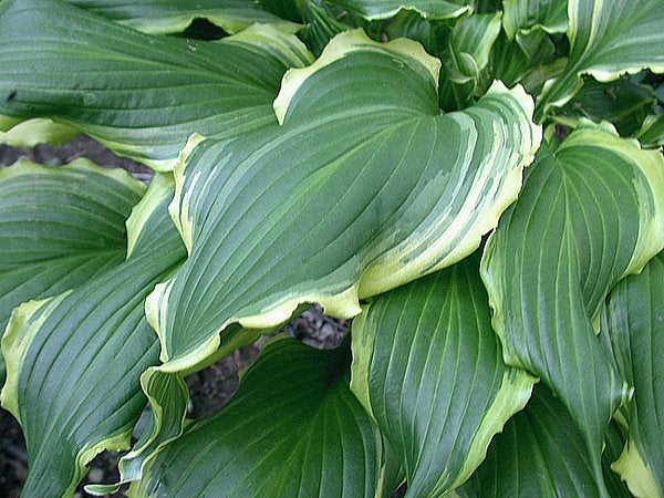 Hosta 'Ginsu Knife'