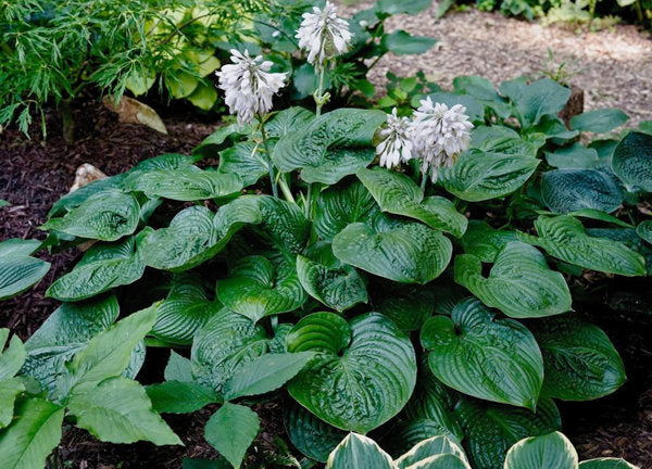 Hosta 'Gitchigumi'