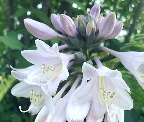 Hosta 'Gitchigumi'