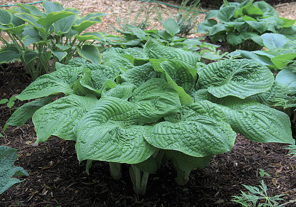 Hosta 'Gitchigumi'