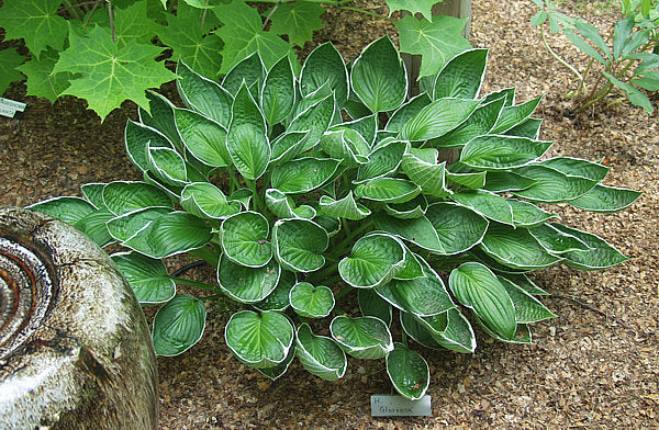 Hosta 'Gloriosa'