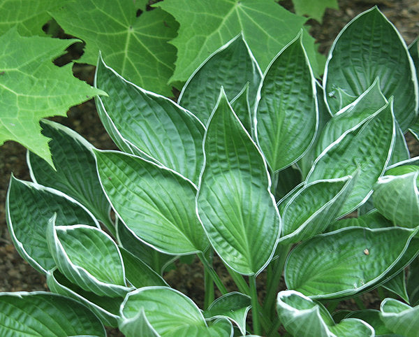 Hosta 'Gloriosa'
