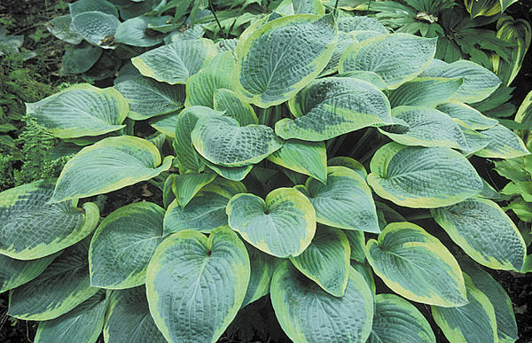 Hosta 'Glory Hallelujah'