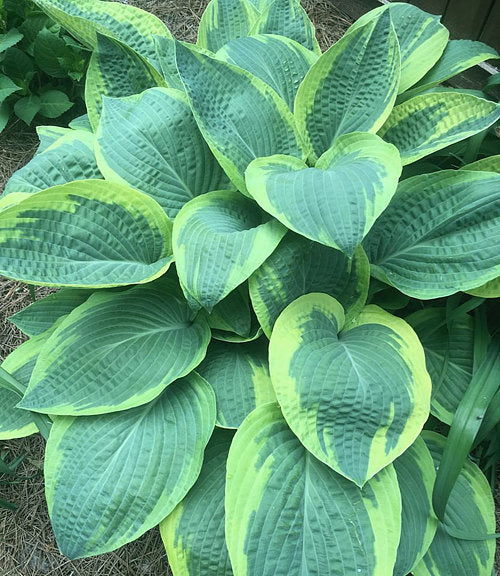 Hosta 'Glory Hallelujah'
