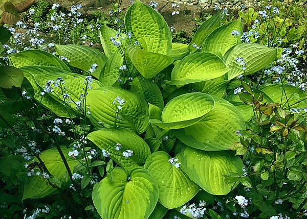 Hosta 'Gold Standard'