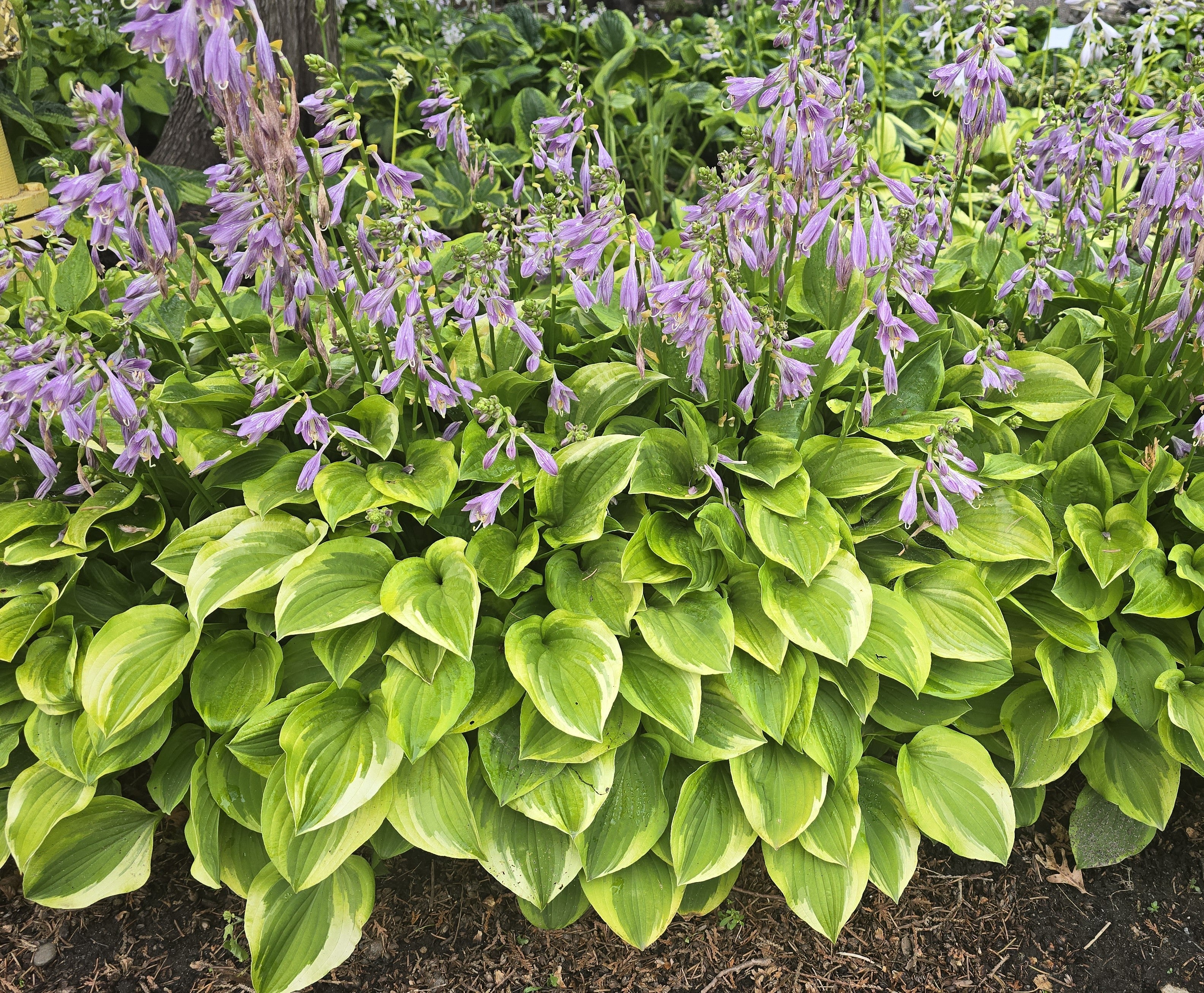 Hosta 'Golden Tiara'