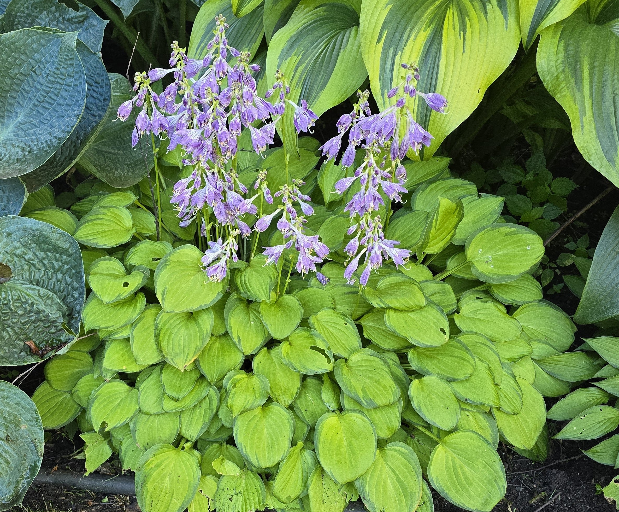 Hosta 'Golden Tiara'