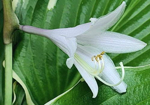 Hosta 'Gone with the Wind'