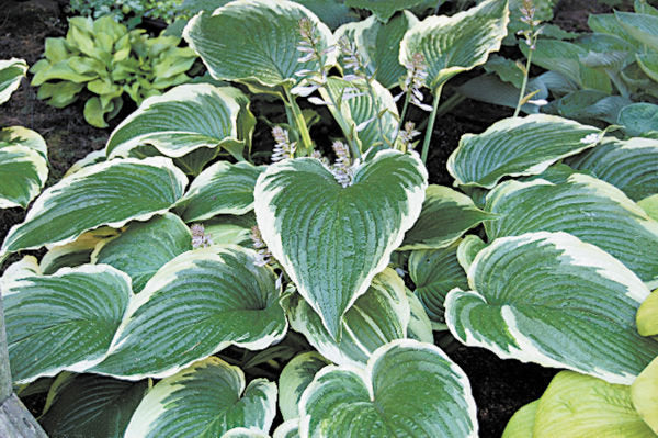 Hosta 'Gone with the Wind'
