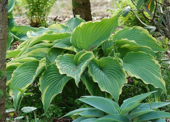 Hosta 'Gone with the Wind'
