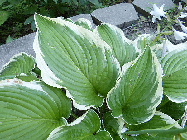 Hosta 'Gone with the Wind'