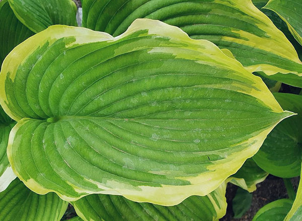 Hosta 'Gone with the Wind'