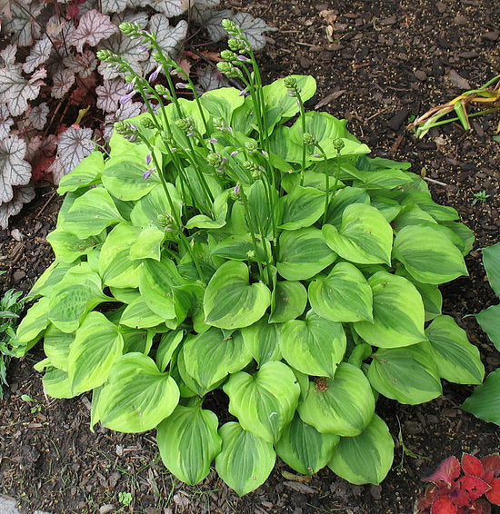 Hosta 'Grand Tiara'