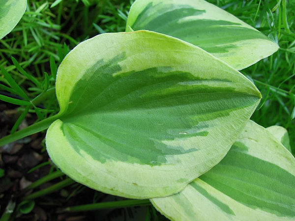 Hosta 'Grand Tiara'